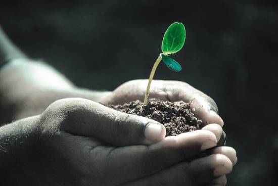 Two ears of a sprouting seedling thriving in the new environment.